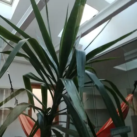 Un Patio In Centro *