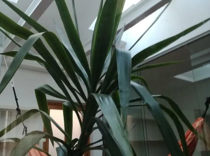 Un Patio In Centro *